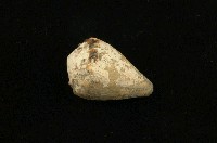 藏品(小斑芋螺)的圖片